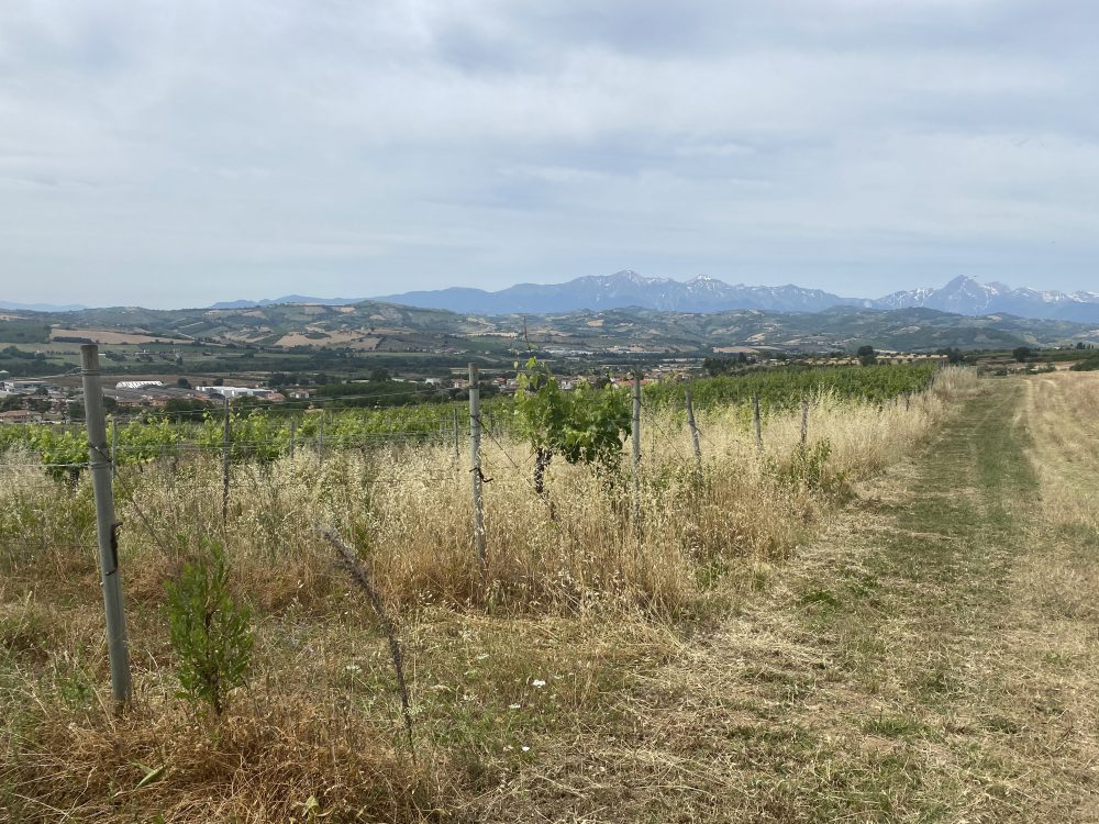 Montepulciano d'Abruzzo