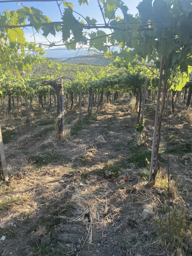 Montepulciano d'Abruzzo