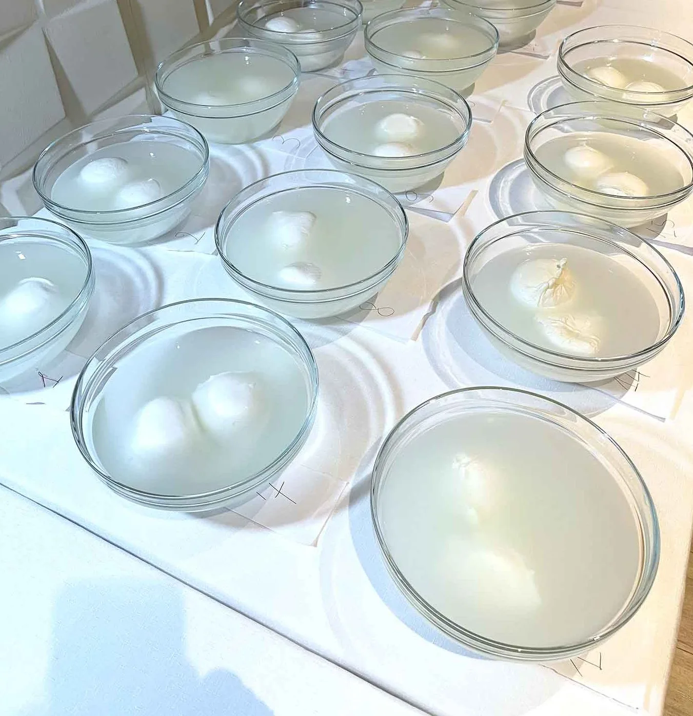 Mozzarella, i campioni in assaggio