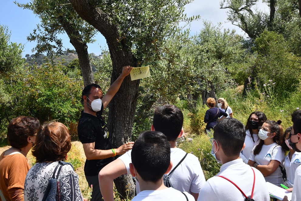 Olio Oro di Capri percorso sensitivo negli oliveti anacapresi