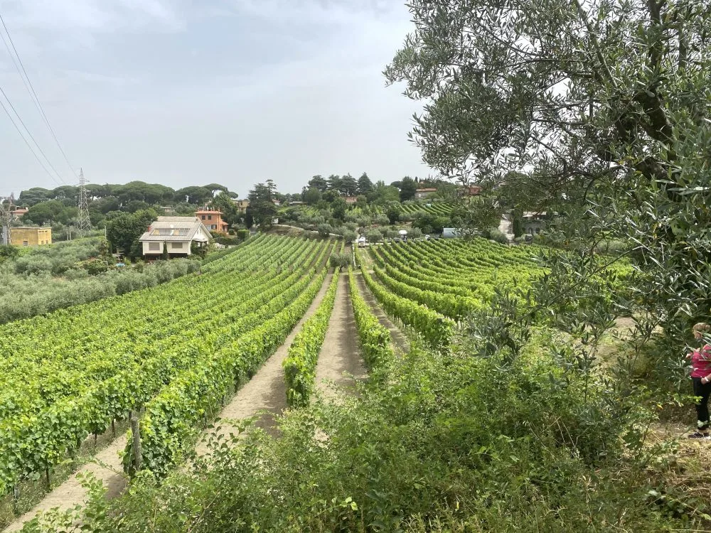 Vignaioli Grottaferrata