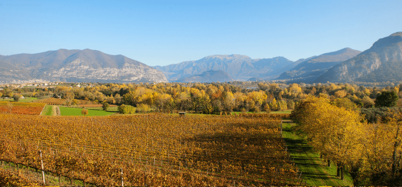 Vigneti e panorama