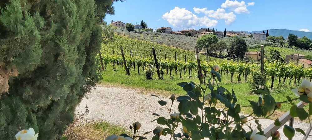 Cantina Pardi vigneto di Sagrantino