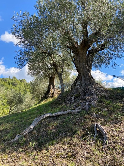 Terre di Molinara