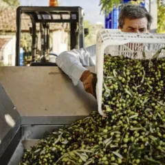 Antonino Mennella Madonna dell'Olivo