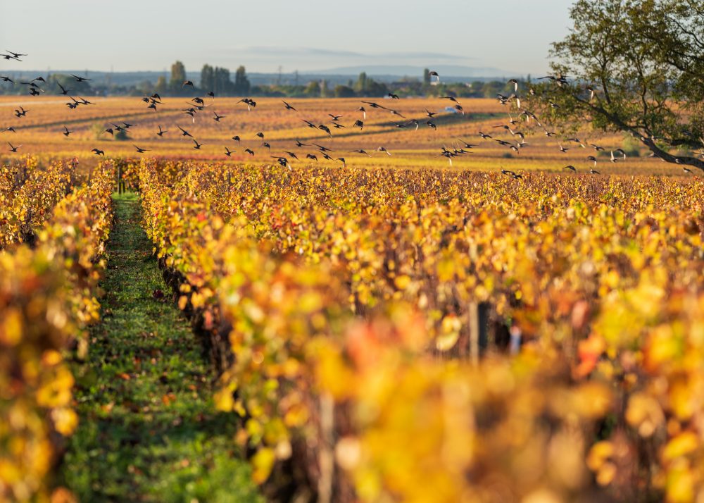 Borgogna con Grands Chais de France