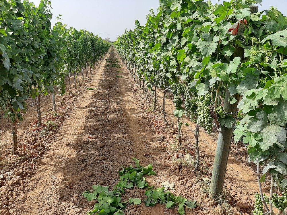 Cantina Fiorentino Filari di vite