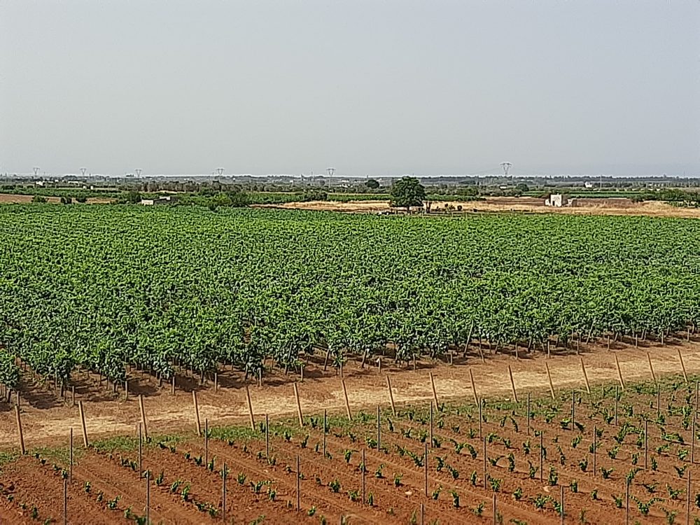 Cantina Fiorentino Vigneto