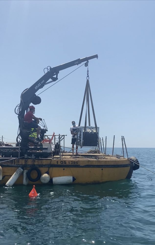 Immersione dell’Elixir Falernum