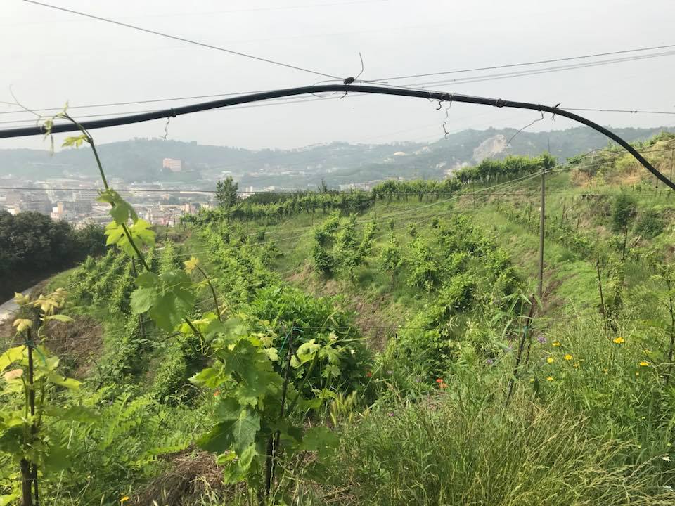 Raffaele Moccia, il vigneto su Agnano