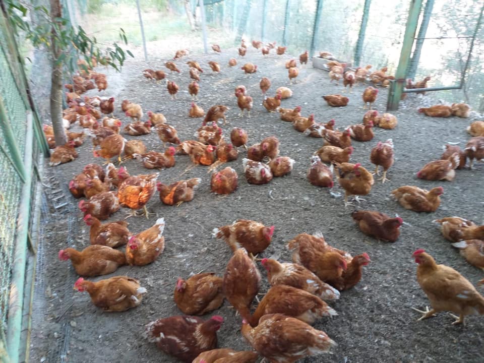 Raffaele Moccia, l'allevamento di polli