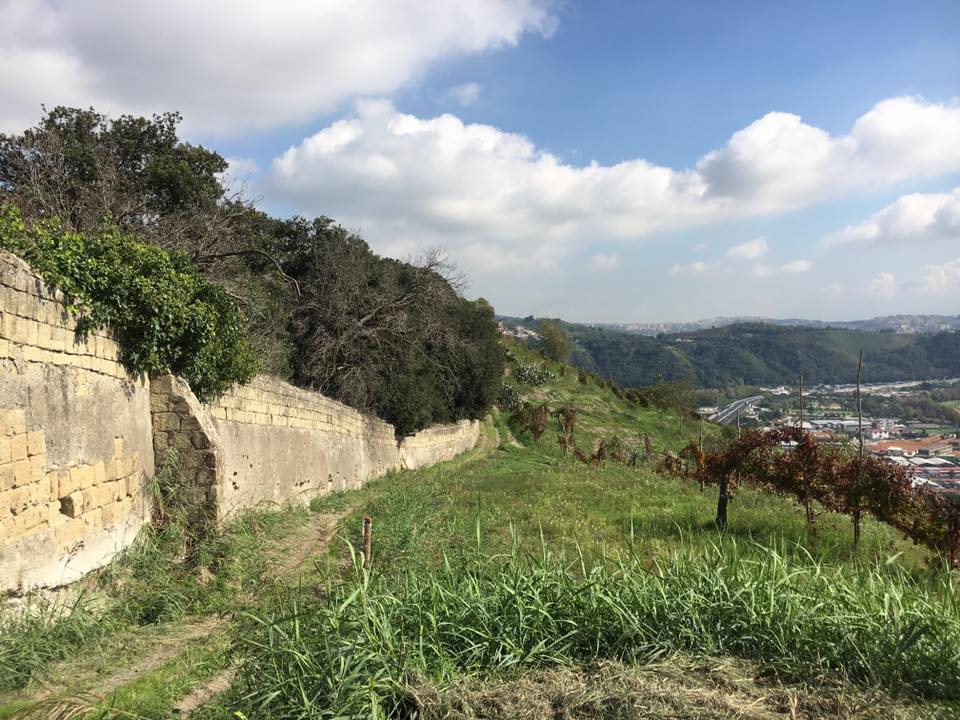 Moccia Il Vigneto Vigna delle Volpi e le mura Borboniche