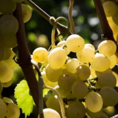 Gli acini dell'uva catalanesca