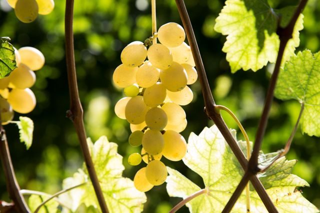 Catalanesca vitigno del Vesuvio dalla tavola al vino