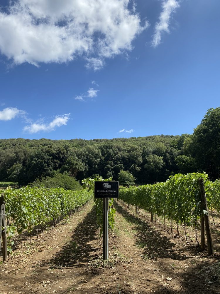 Vigna San Silvestro - Tenuta Fontana