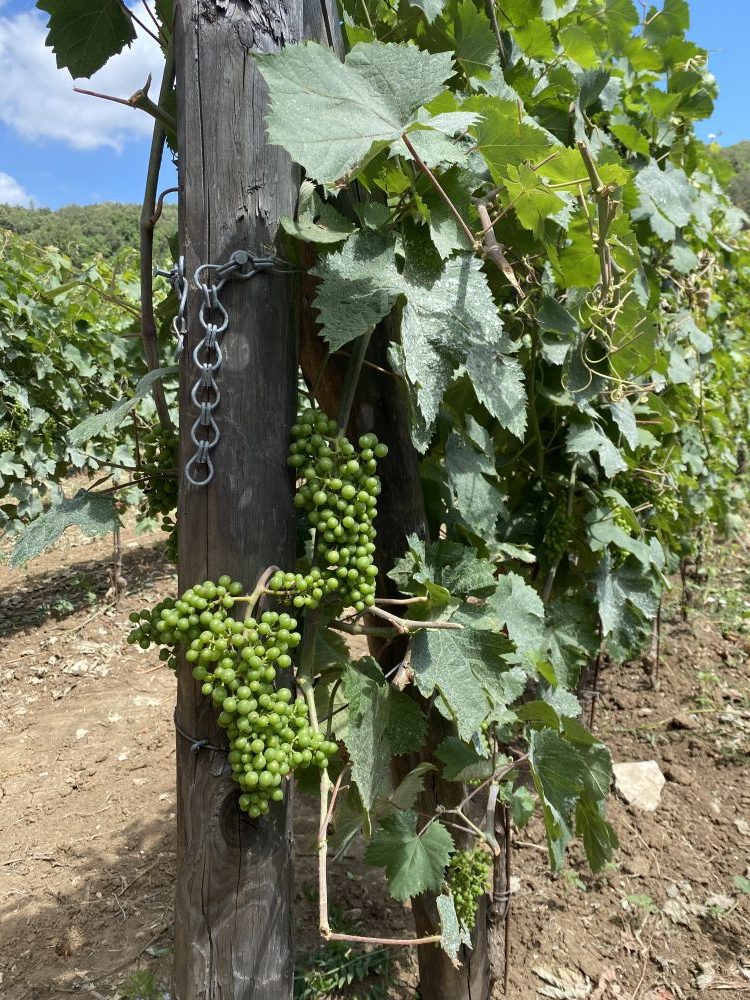 Vigna di San Silvestro - uva Pallagrello nero