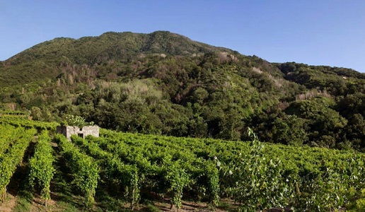 Il Monte Somma (foto Antonella Amodio)