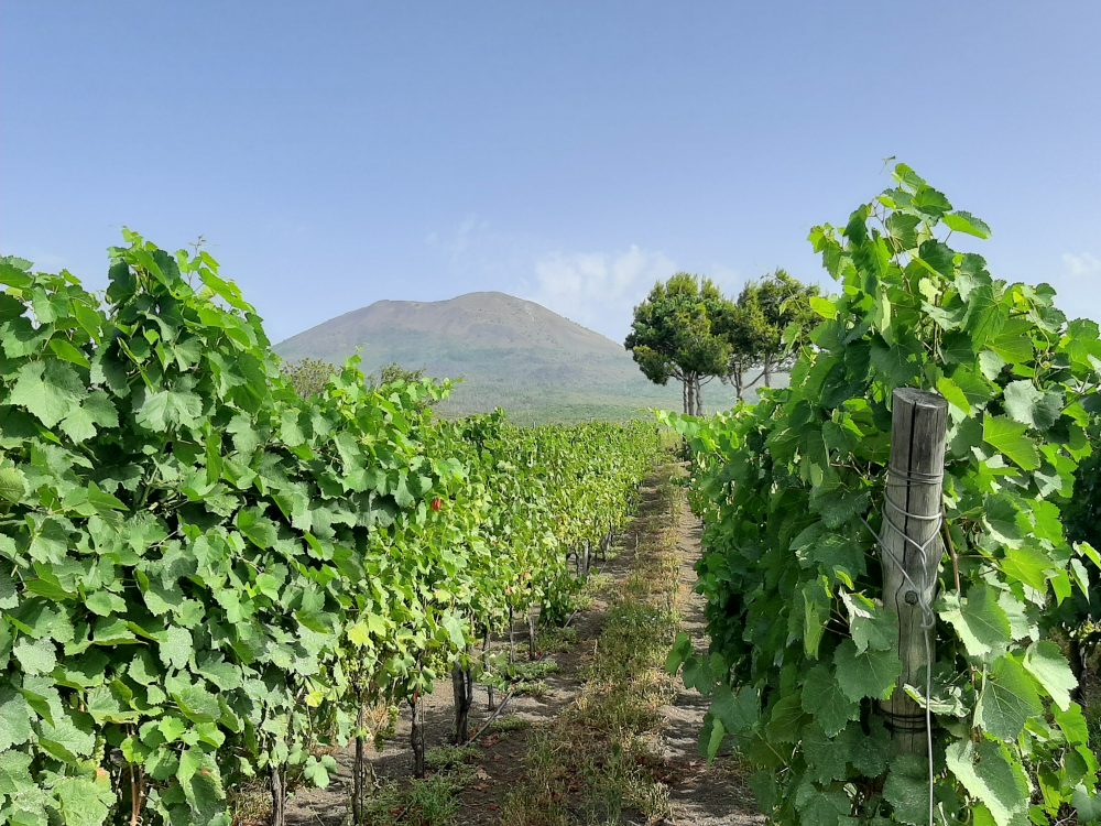 Florami Filari di vite con lo sfondo del Vesuvio