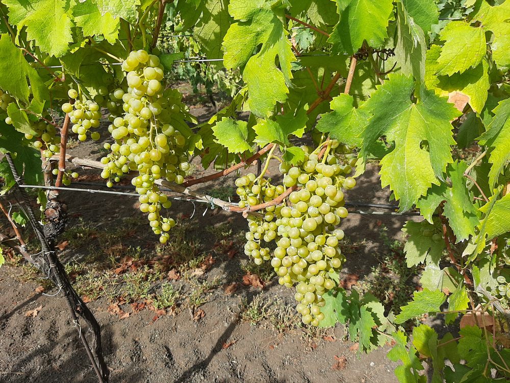 Florami Grappoli di Falanghina