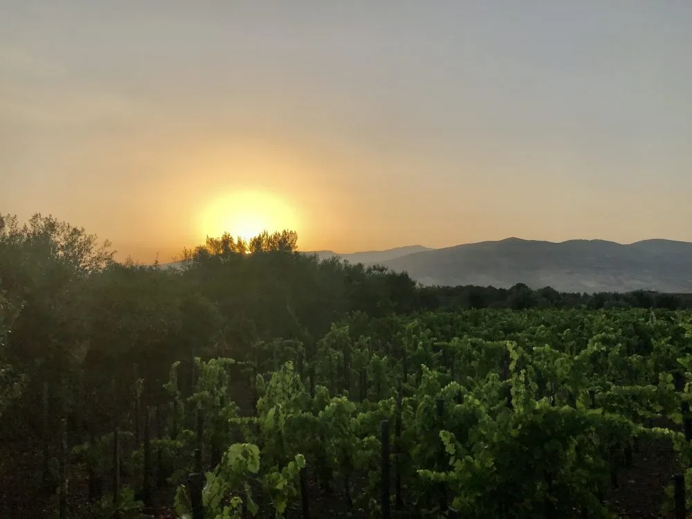 Tramonto su vigneti Donnafugata
