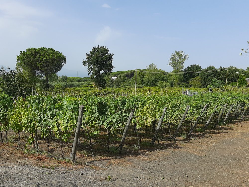 Vigneto Azienda Florami