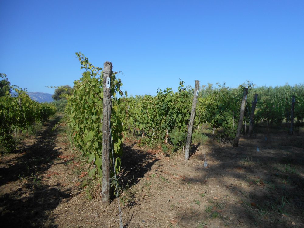 Viticoltori Lenza - I Nuovi Vigneti