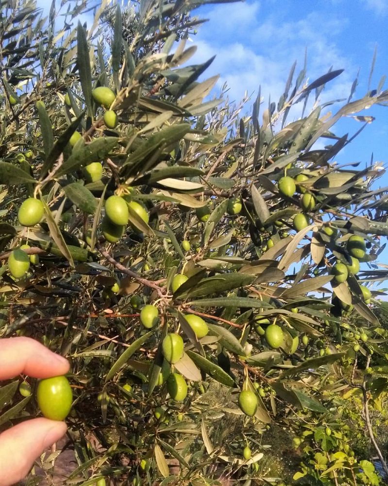 Olive in fase di maturazione