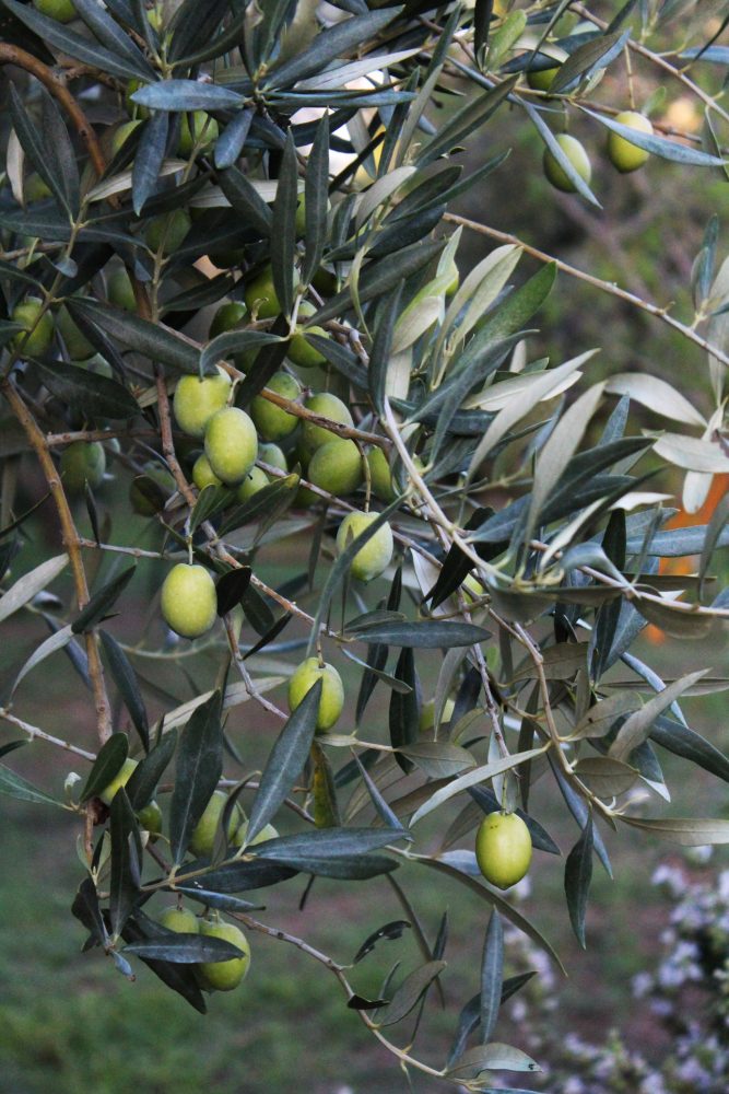 Olive verdi