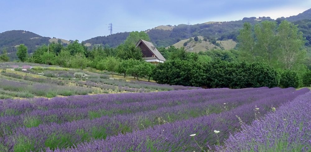 Parco della Lavanda Pollino