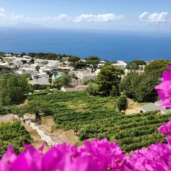 Solaria Capri
