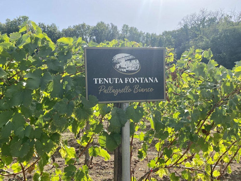 Tenuta Fontana - Vigna San Silvestro