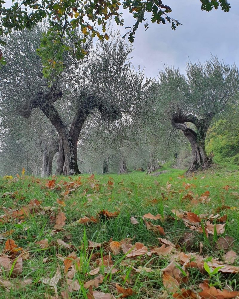 Ulivi in autunno - Olio Carpineto