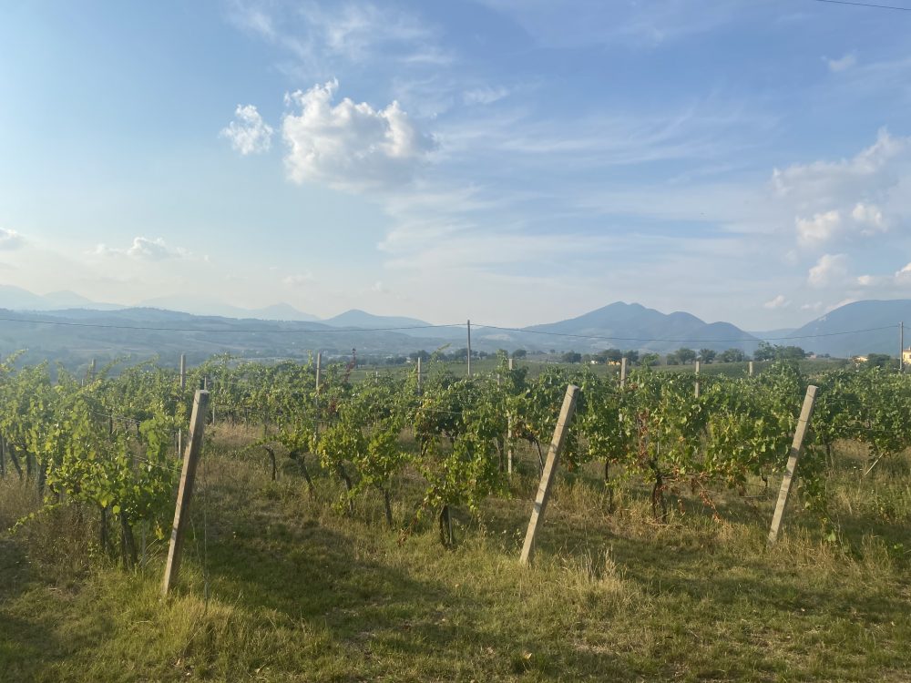 Verdicchio di Matelica