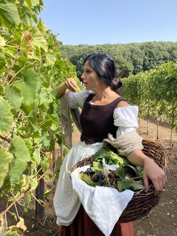 Vigna San Silvestro - momenti della vendemmia