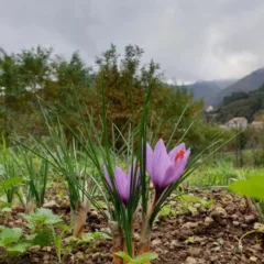 ZAFFERANO - Lo zafferano a Tramonti