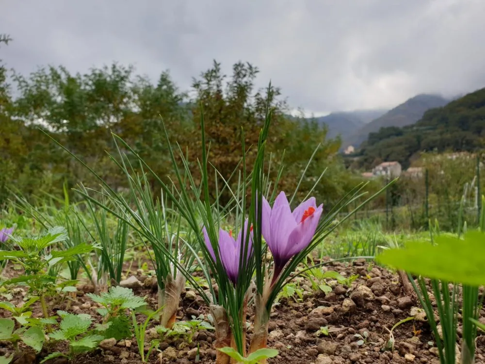 ZAFFERANO - Lo zafferano a Tramonti