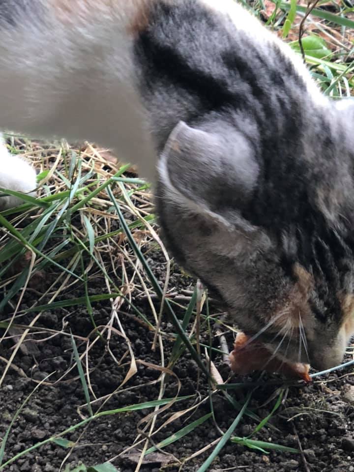 Gattino simpatico che mangia un pezzetto di pollo