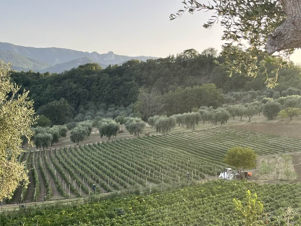 gli orti di tenuta Morrone