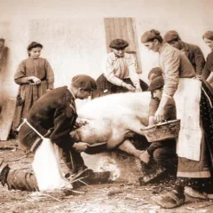 Antica macellazione del maiale