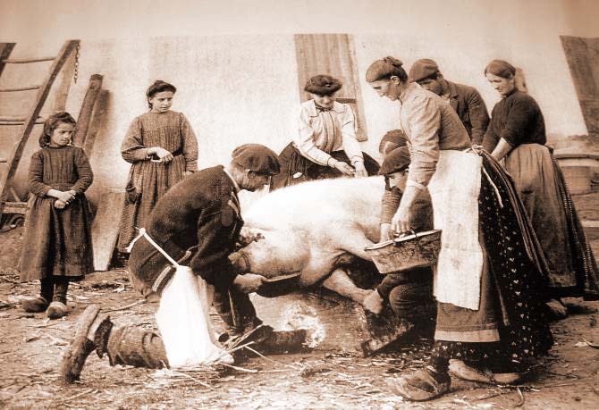 Antica macellazione del maiale