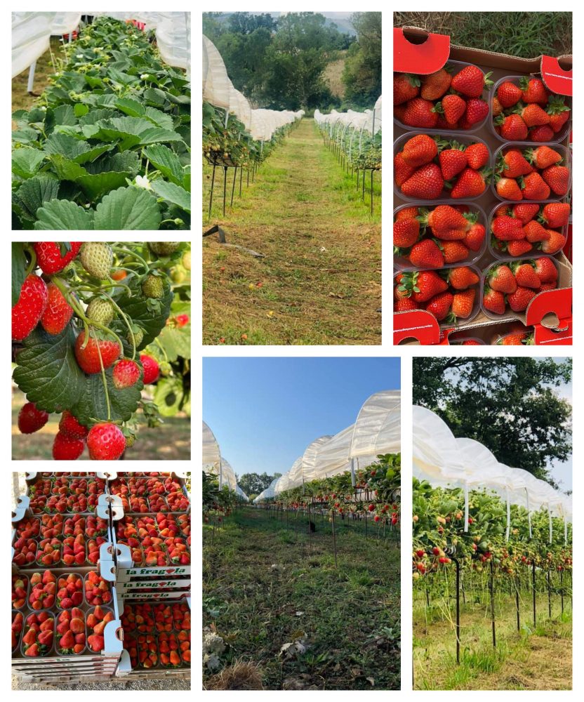 Azienda agricola Dario Gallo