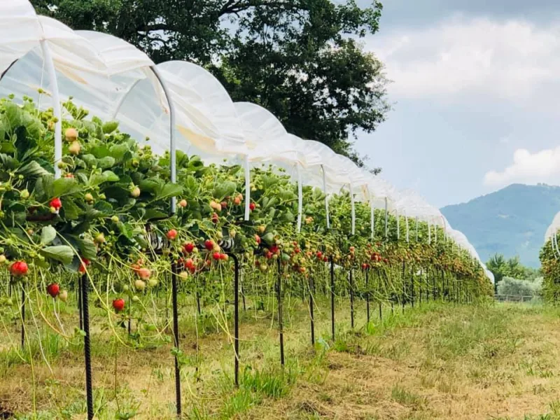 Azienda agricola Dario Gallo