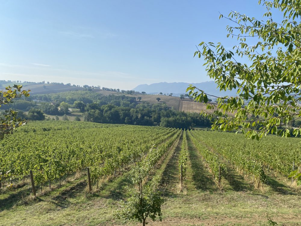 Verdicchiodi Matelica - vigneto