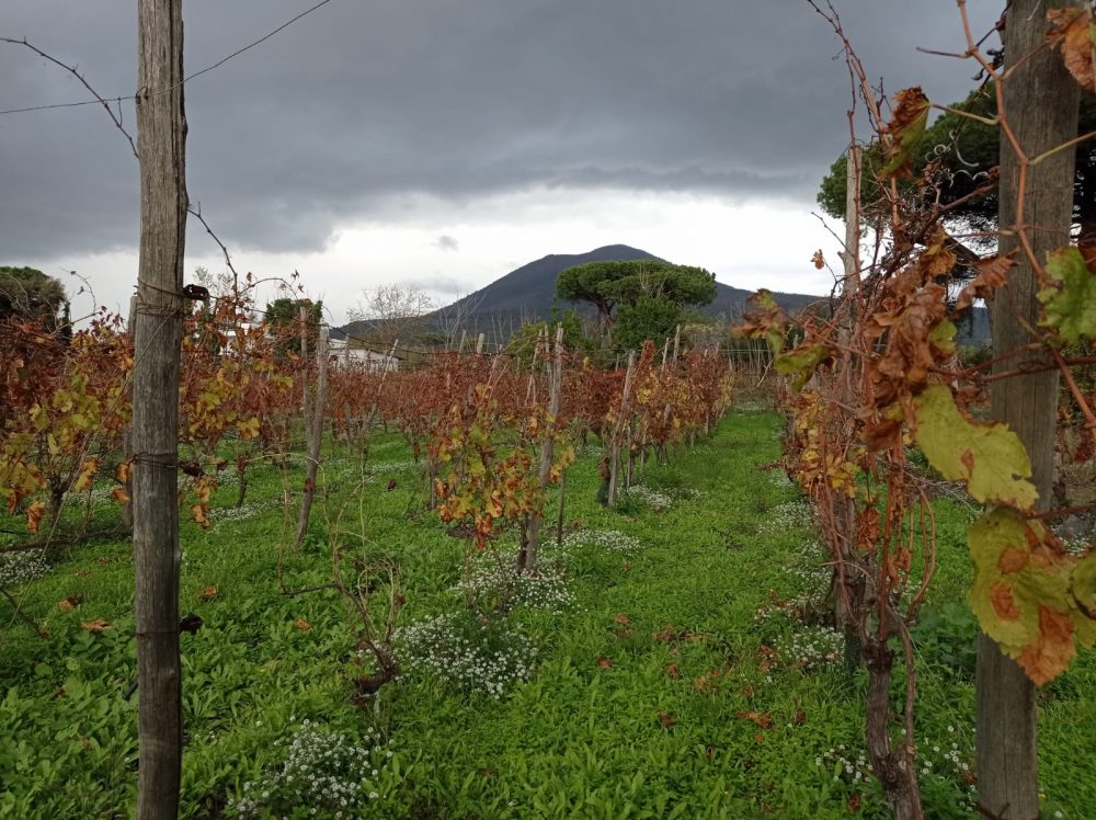 Casa Setaro il Vesuvio tra le vigne