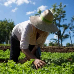 Agroecologia - Green Planner