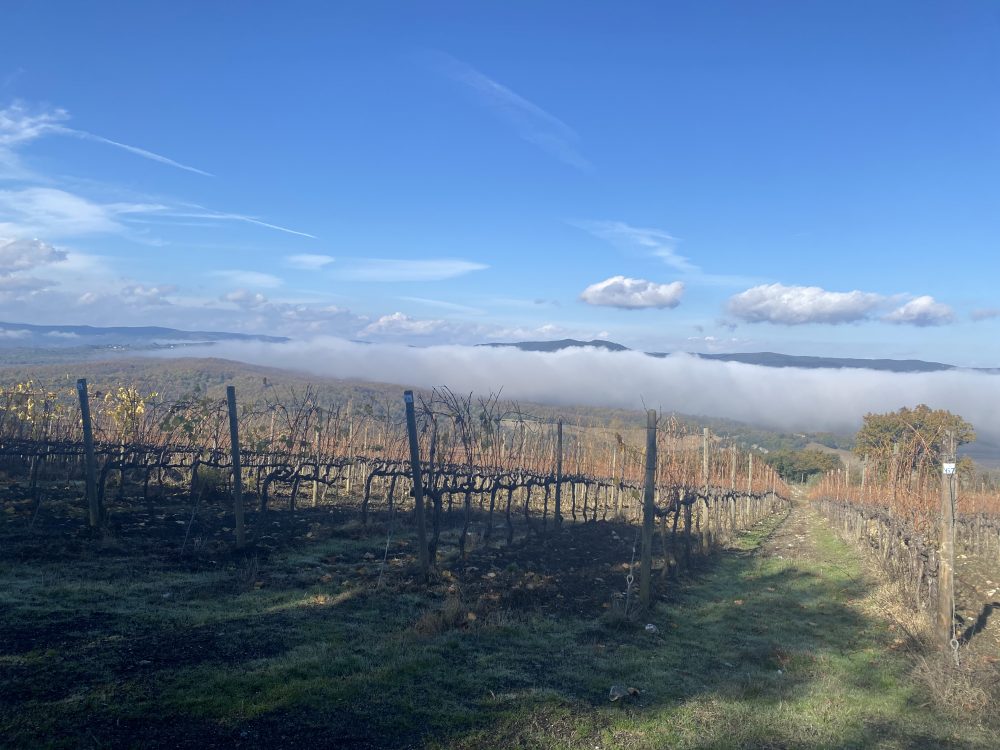 BenvenutoBrunello - Vigna Poggio Doria Nardi