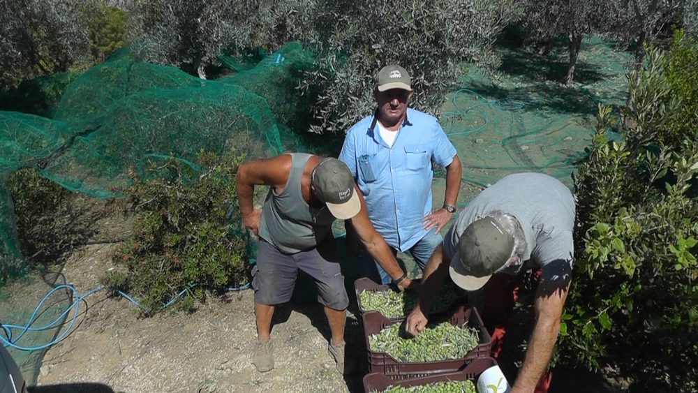 La raccolta delle olive - L'Oro di Capri