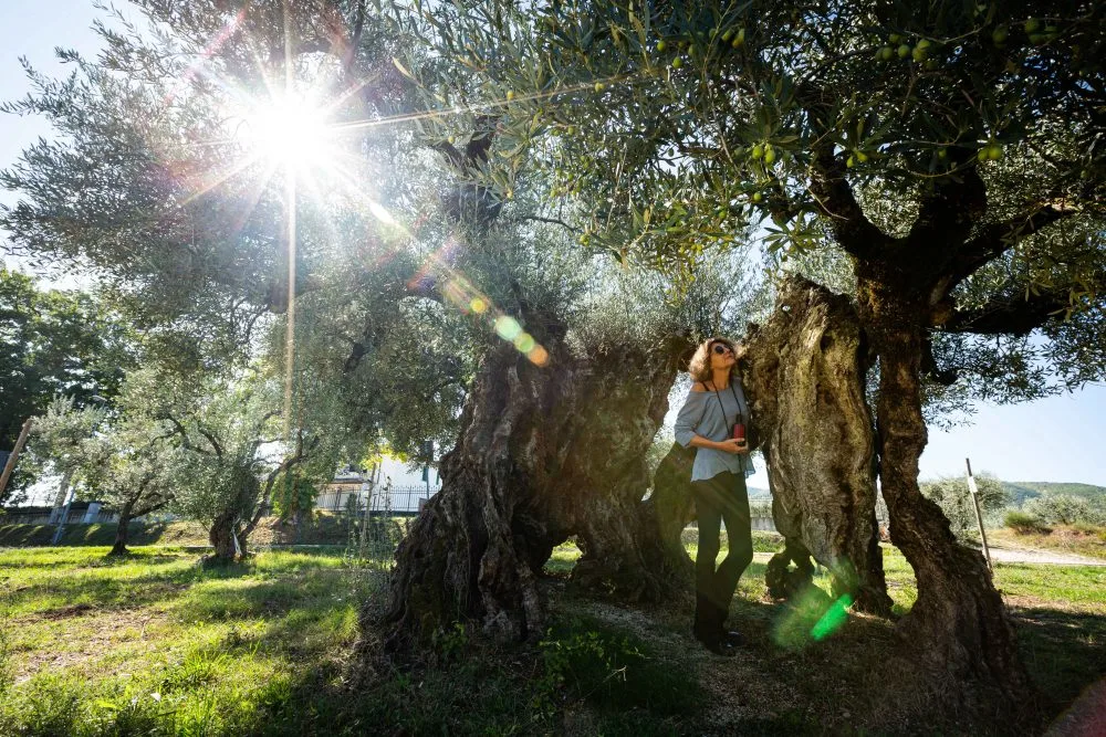 Olivo millenario e Claudia