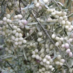 Pianta di ulivo Leucocarpa
