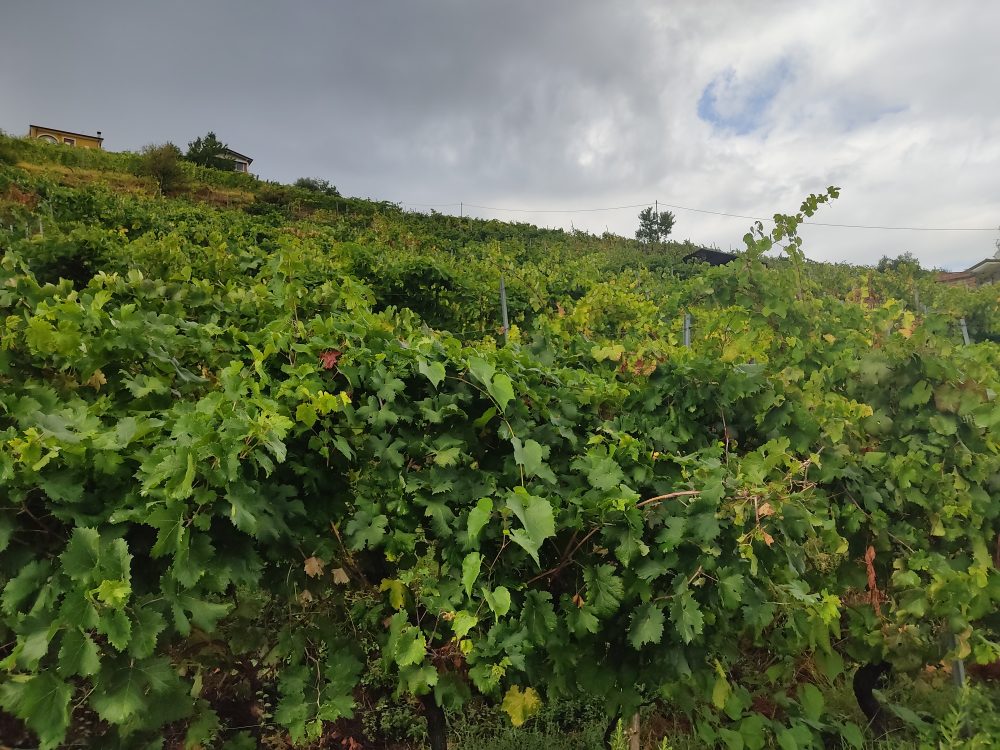 S.A.Beatrice - Le ripide vigne del Candia